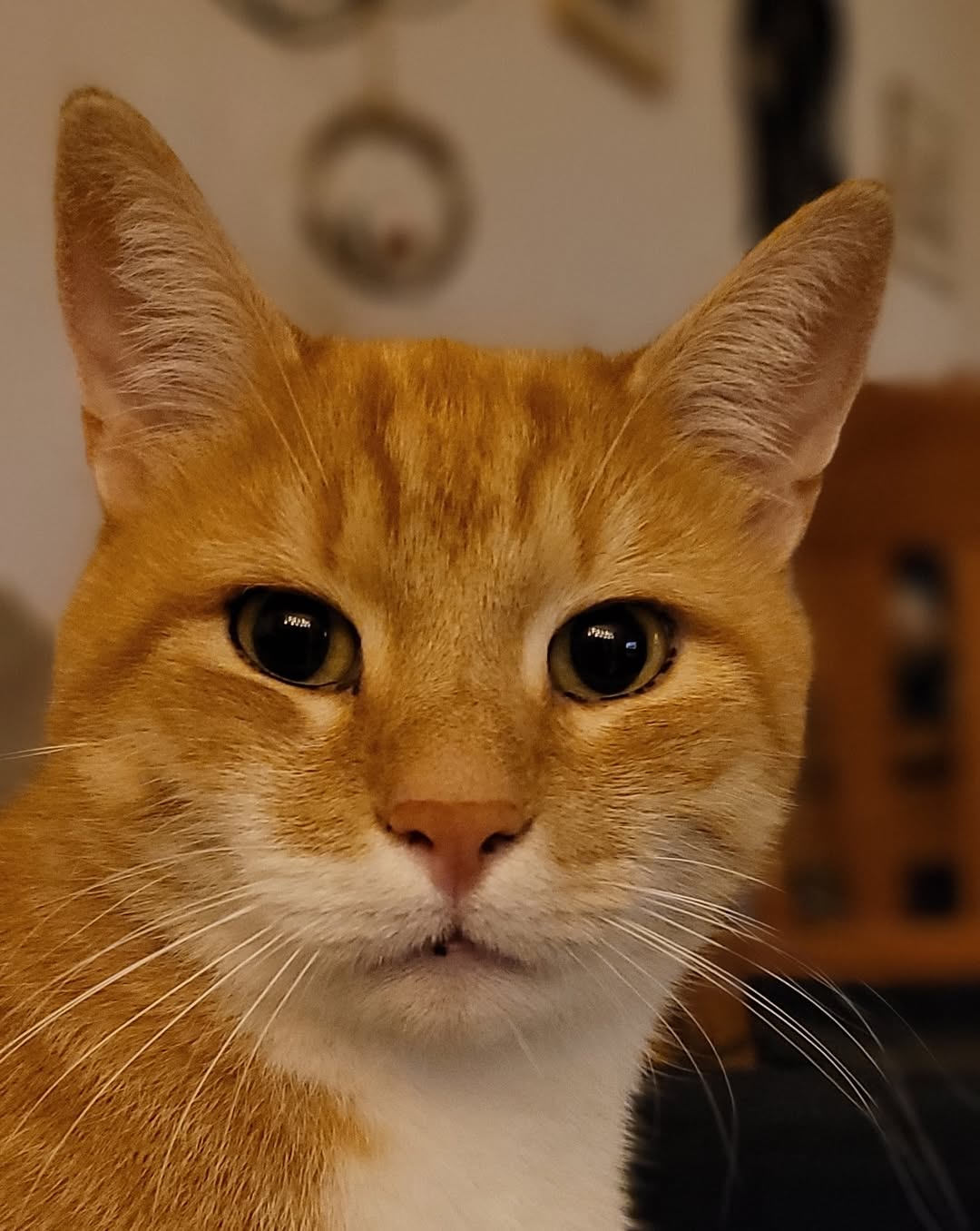 고양이
