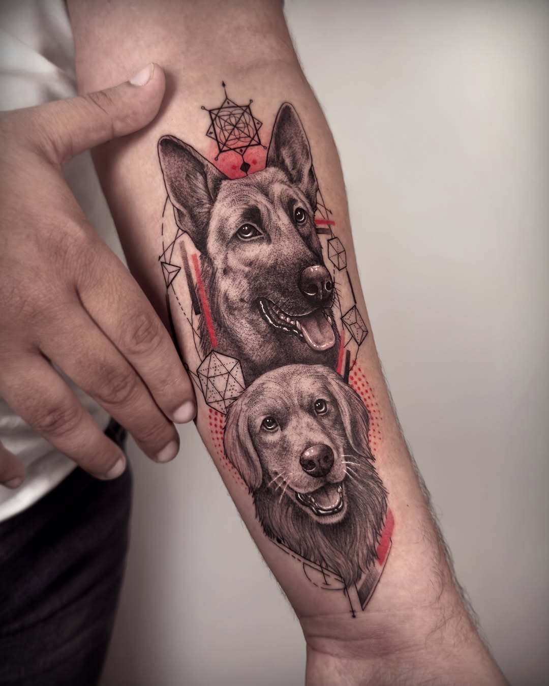 Animal