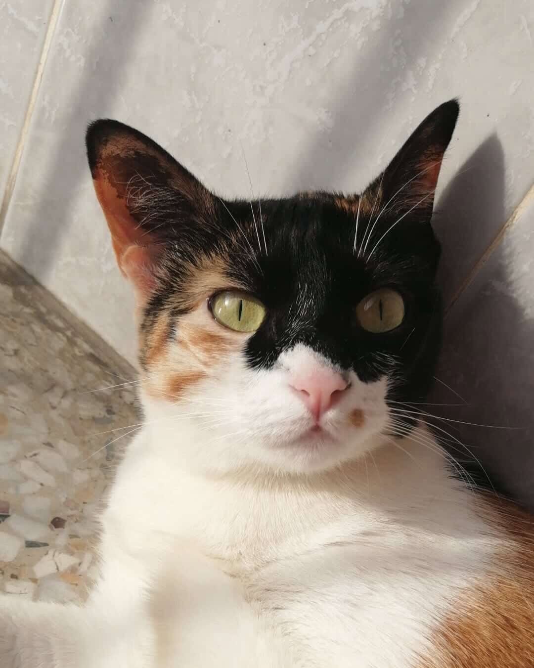 고양이