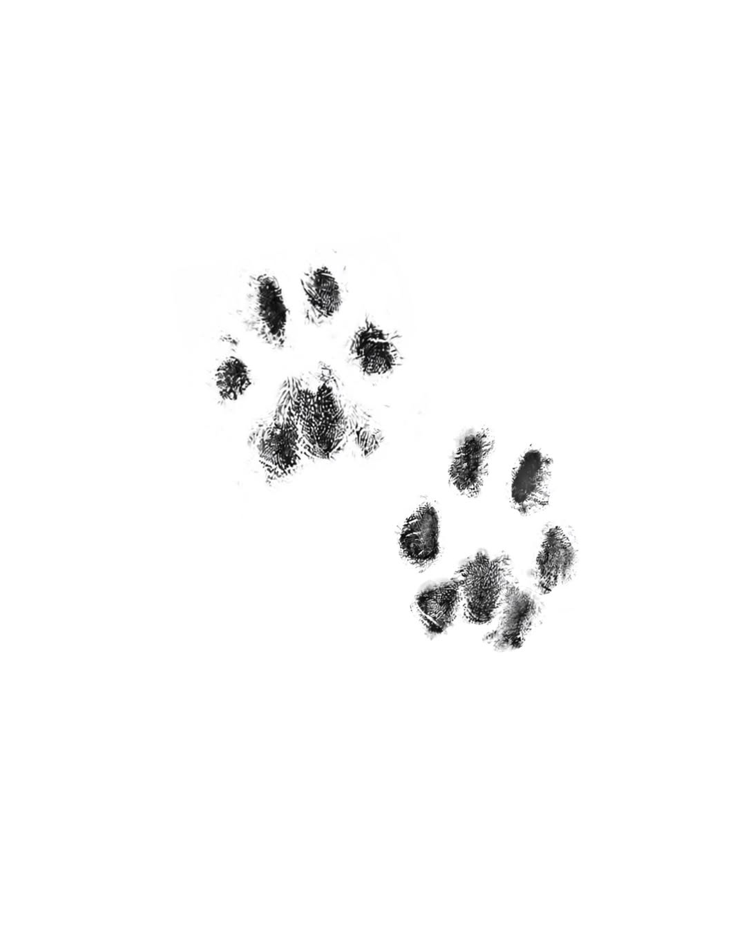 Animal, 발자국
