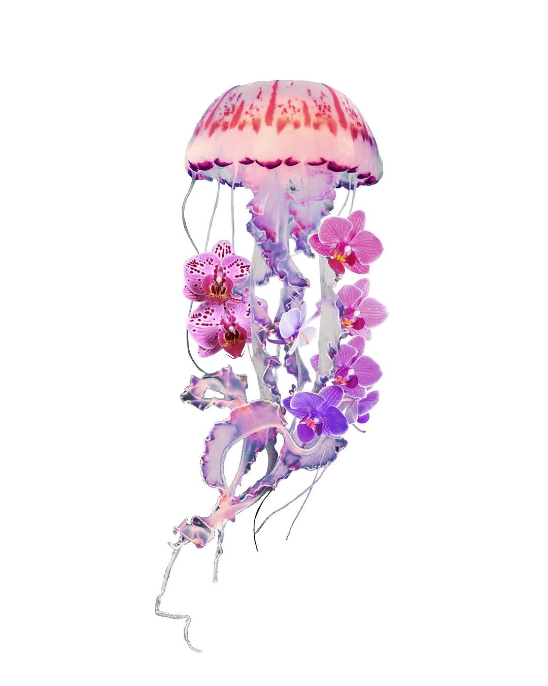 Nature, 해파리