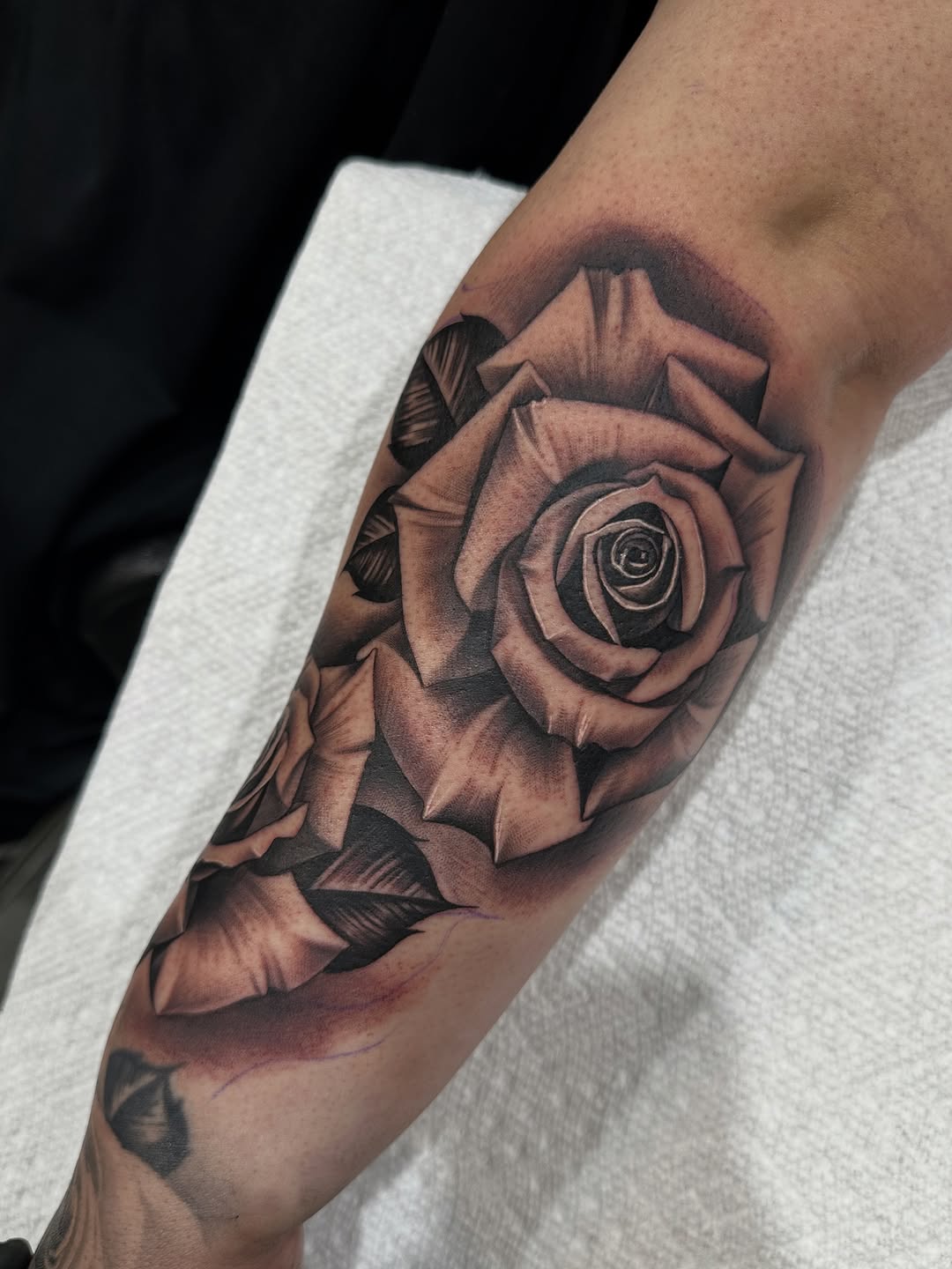 Animal, Nature, Flower