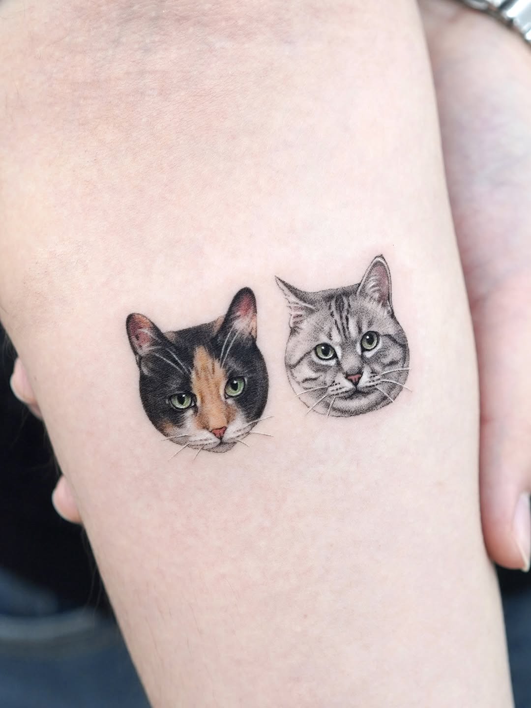 고양이