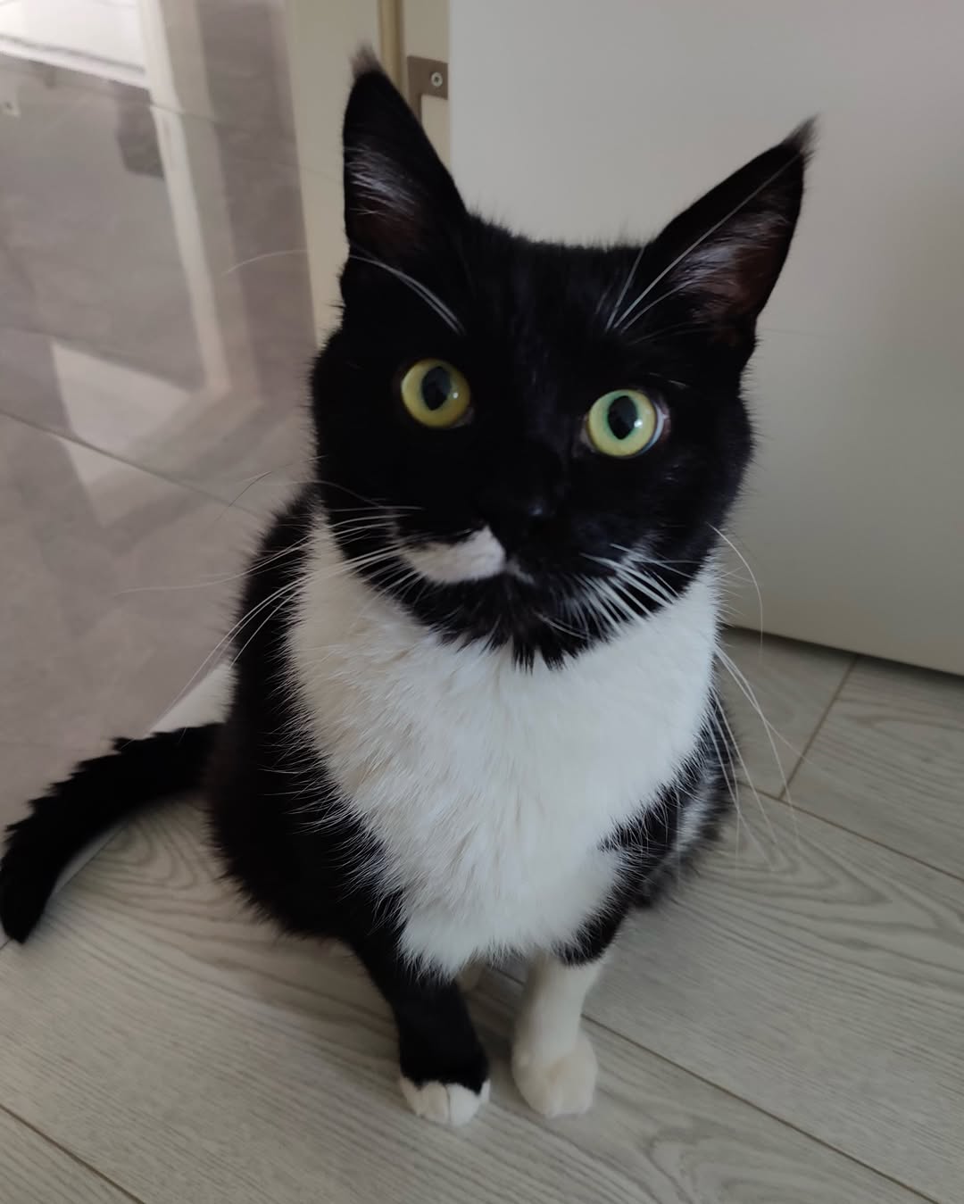 고양이