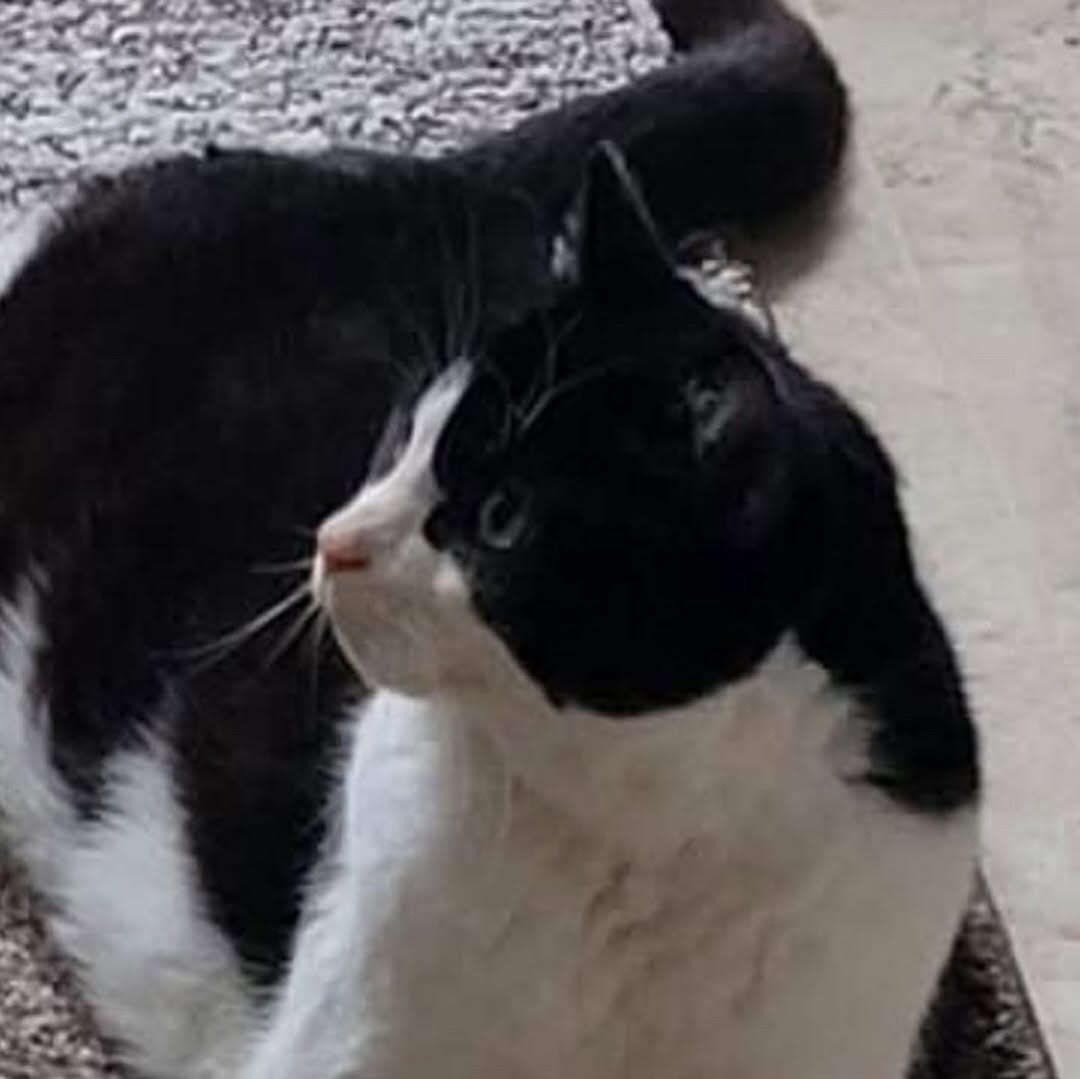 Animal