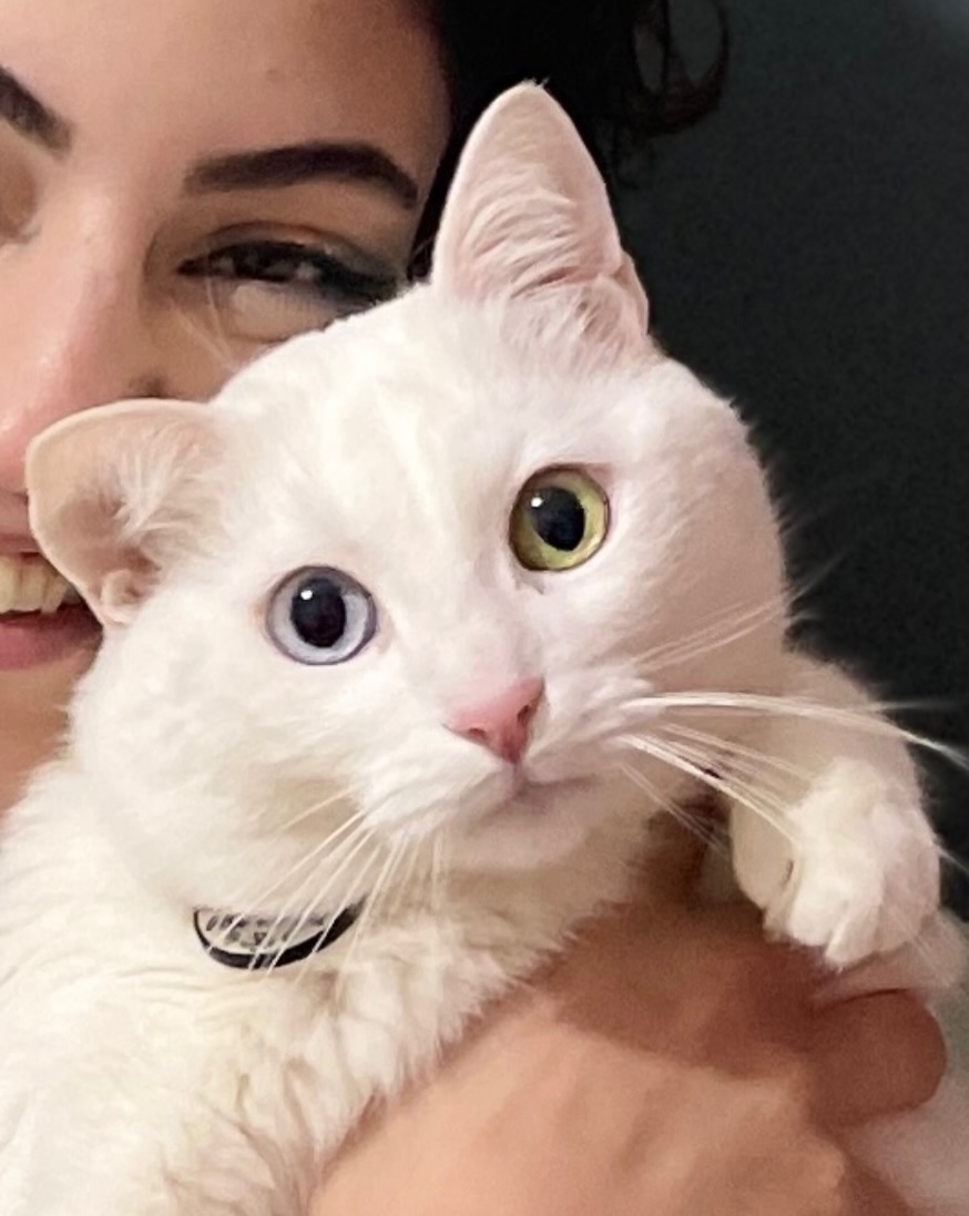 고양이, 반려동물
