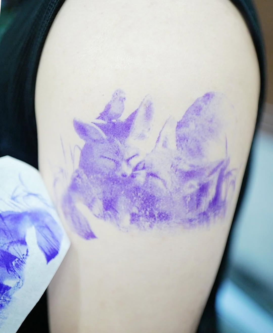 Animal, 여우