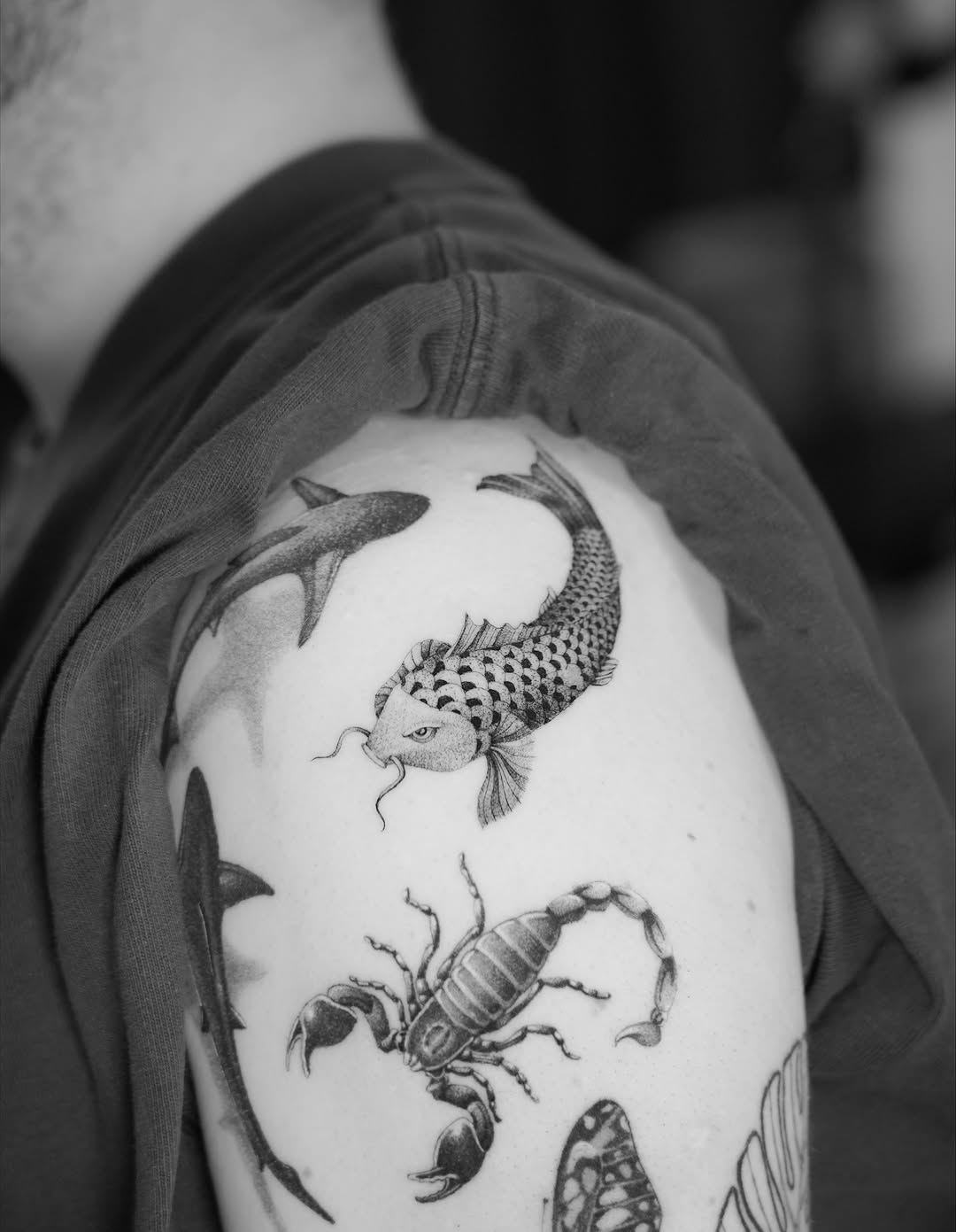 Animal