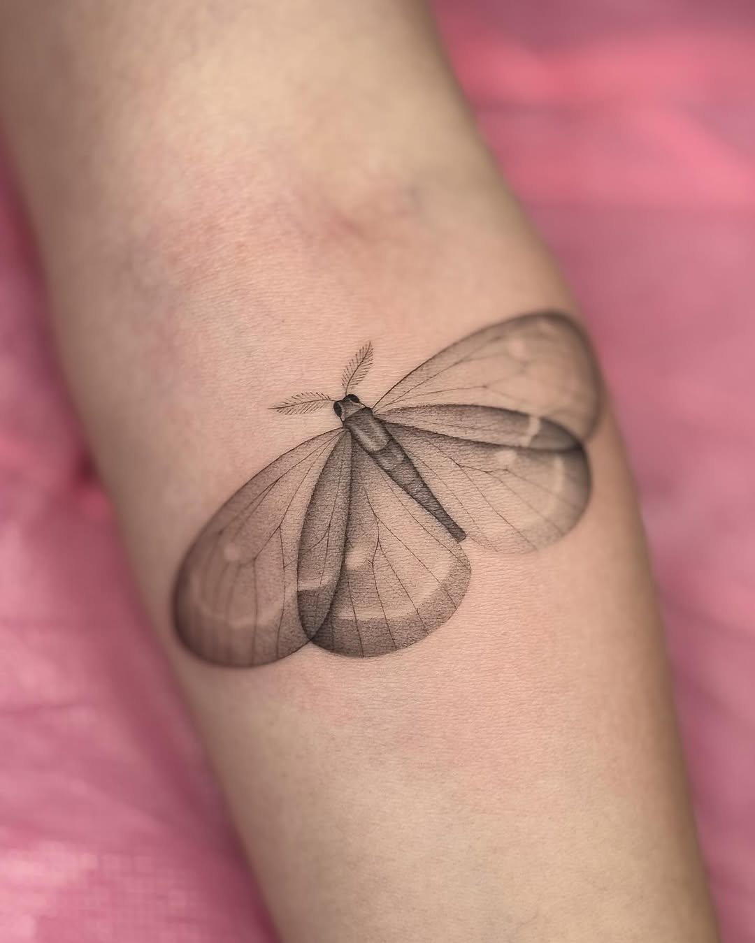 Animal, Nature, 나방