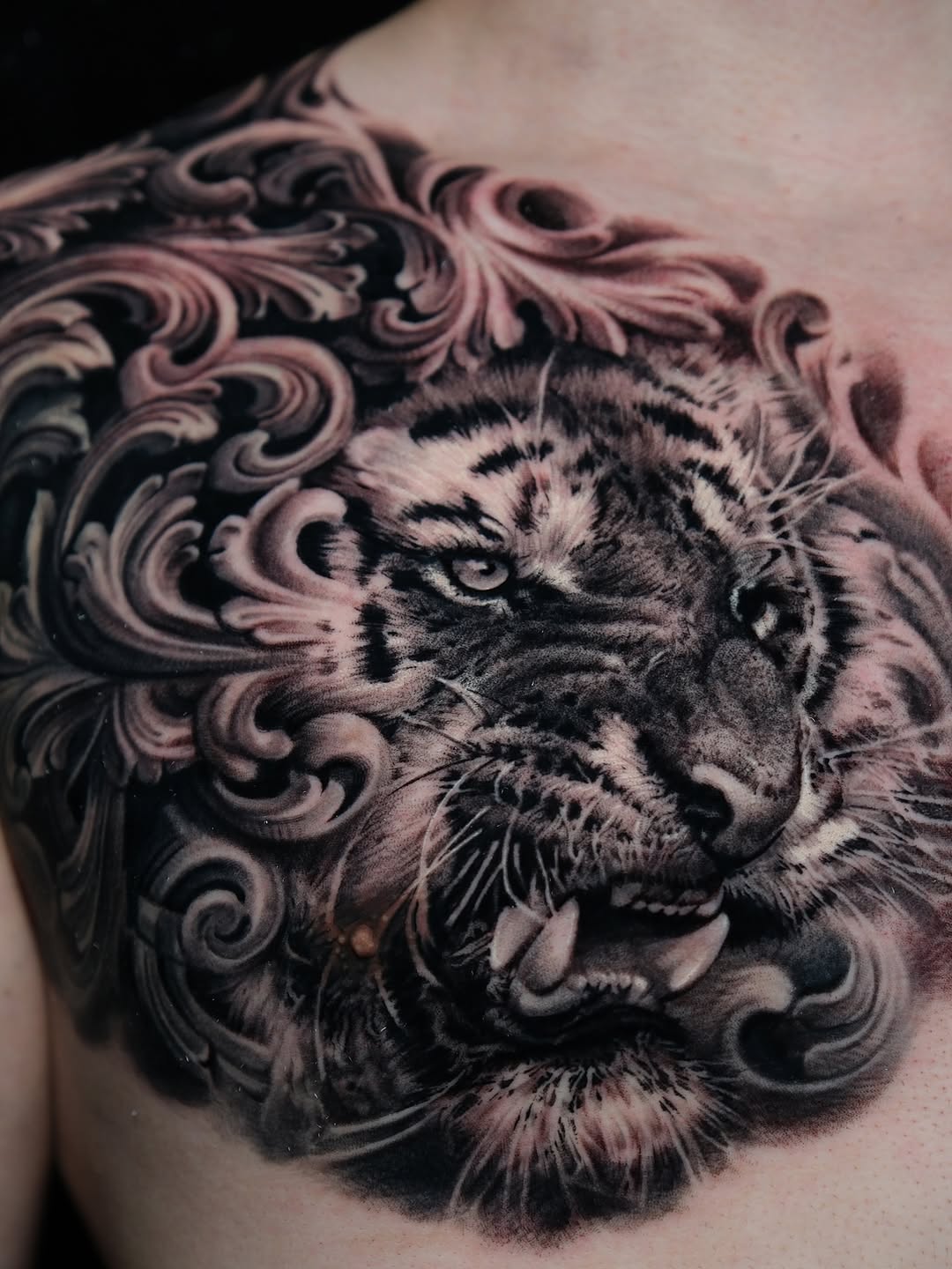 Tiger, 사자