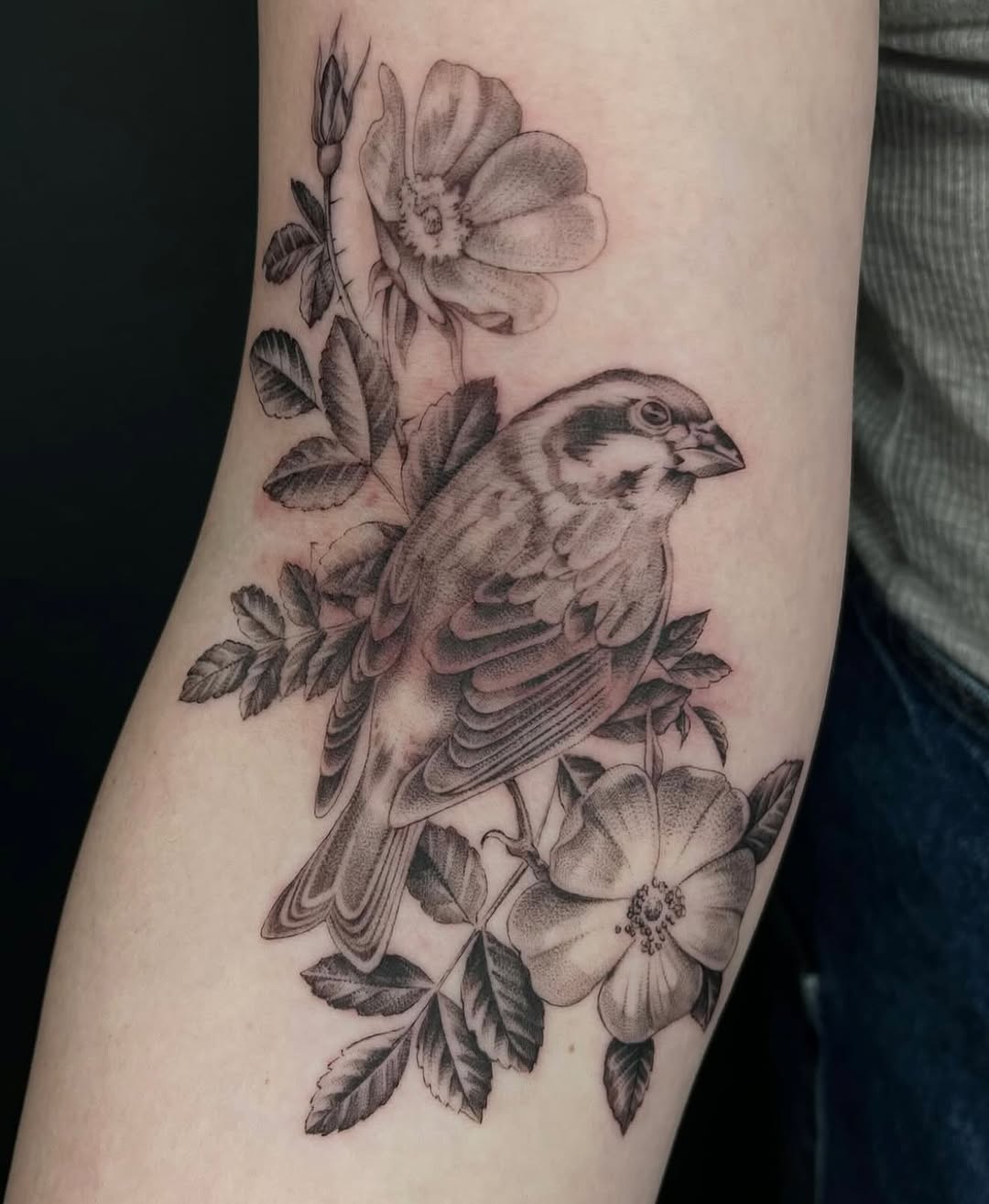 Flower, Rose, Nature