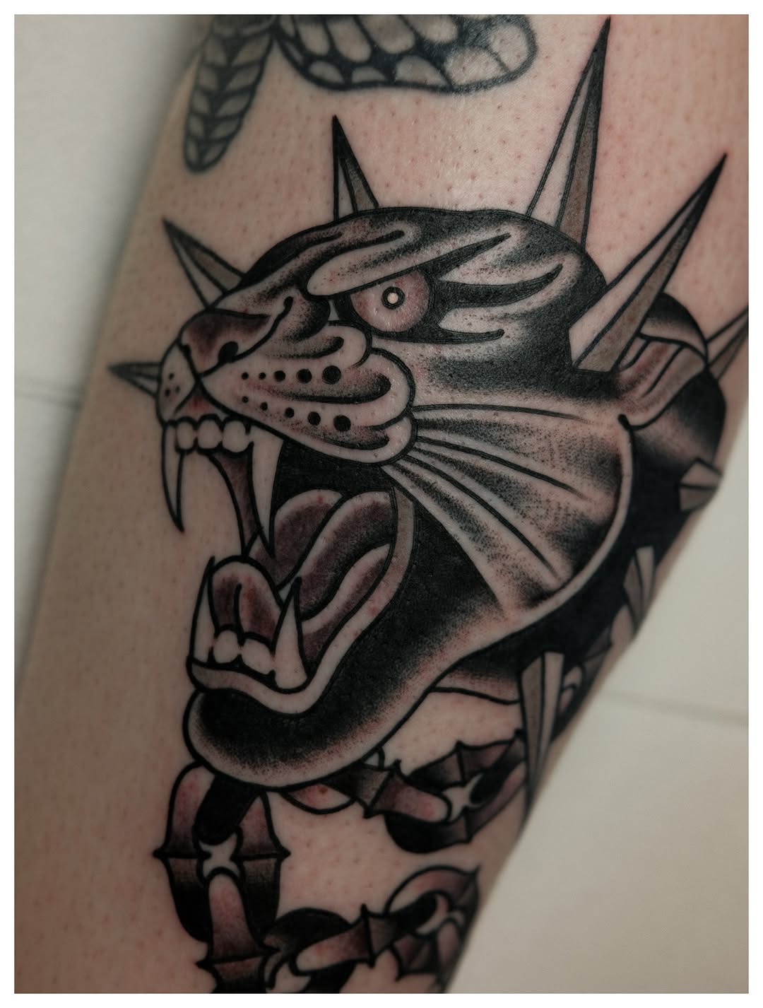 Tiger, Animal