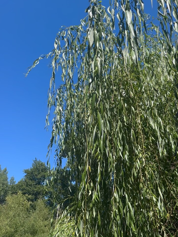 Flower, 풀, 잎, 대나무, 단풍잎