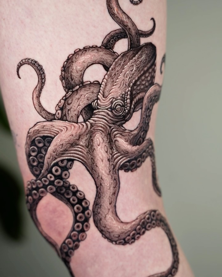 Animal, 문어, 크라켄, 오징어