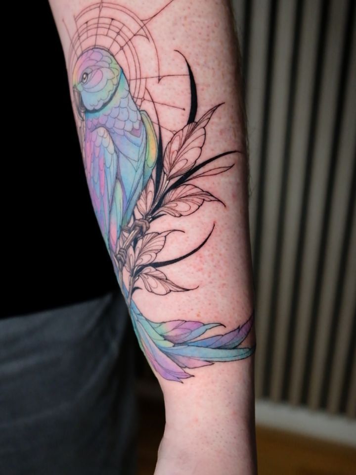 Animal, 앵무새, 공작, Nature