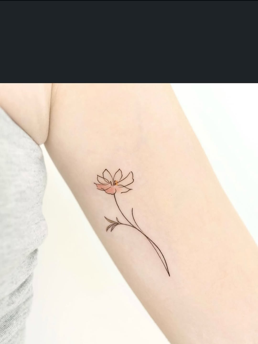 Flower, Nature, Rose