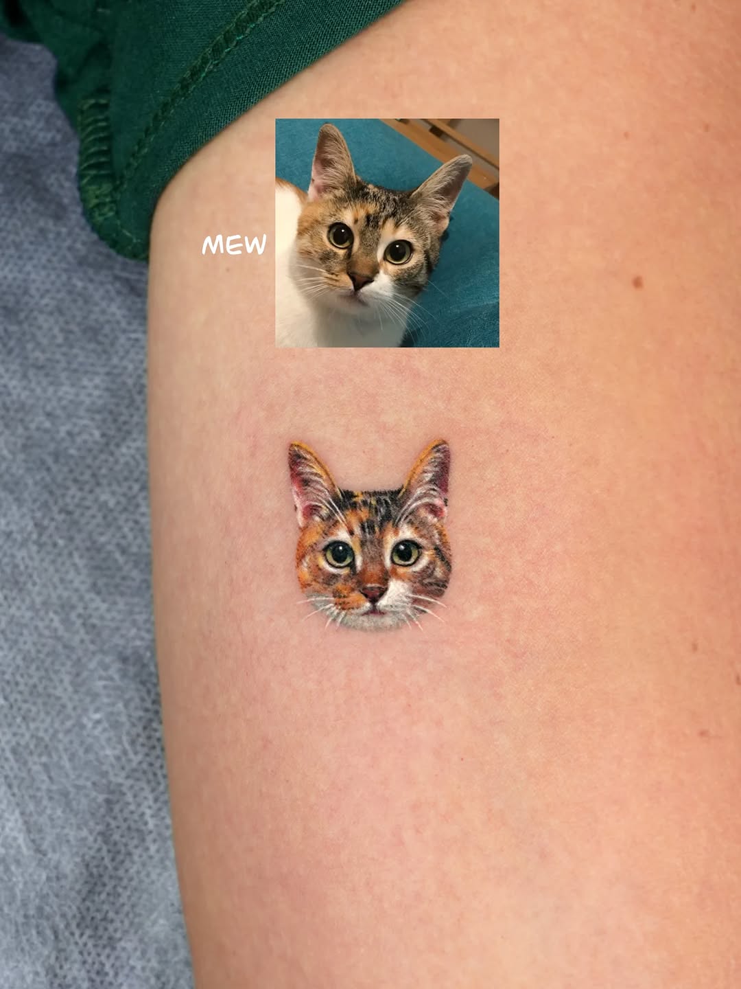 반려동물, 고양이