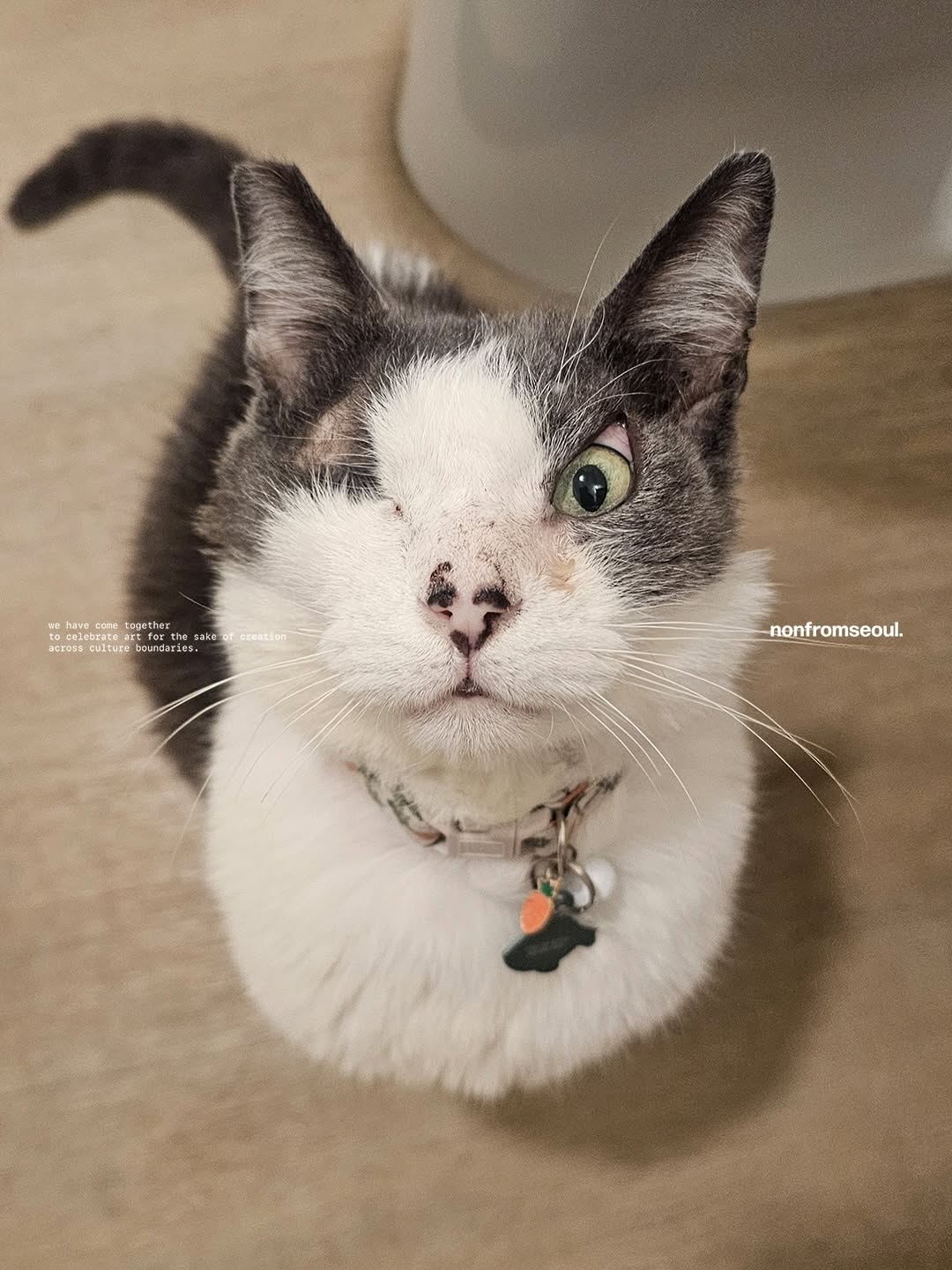 고양이, 반려동물
