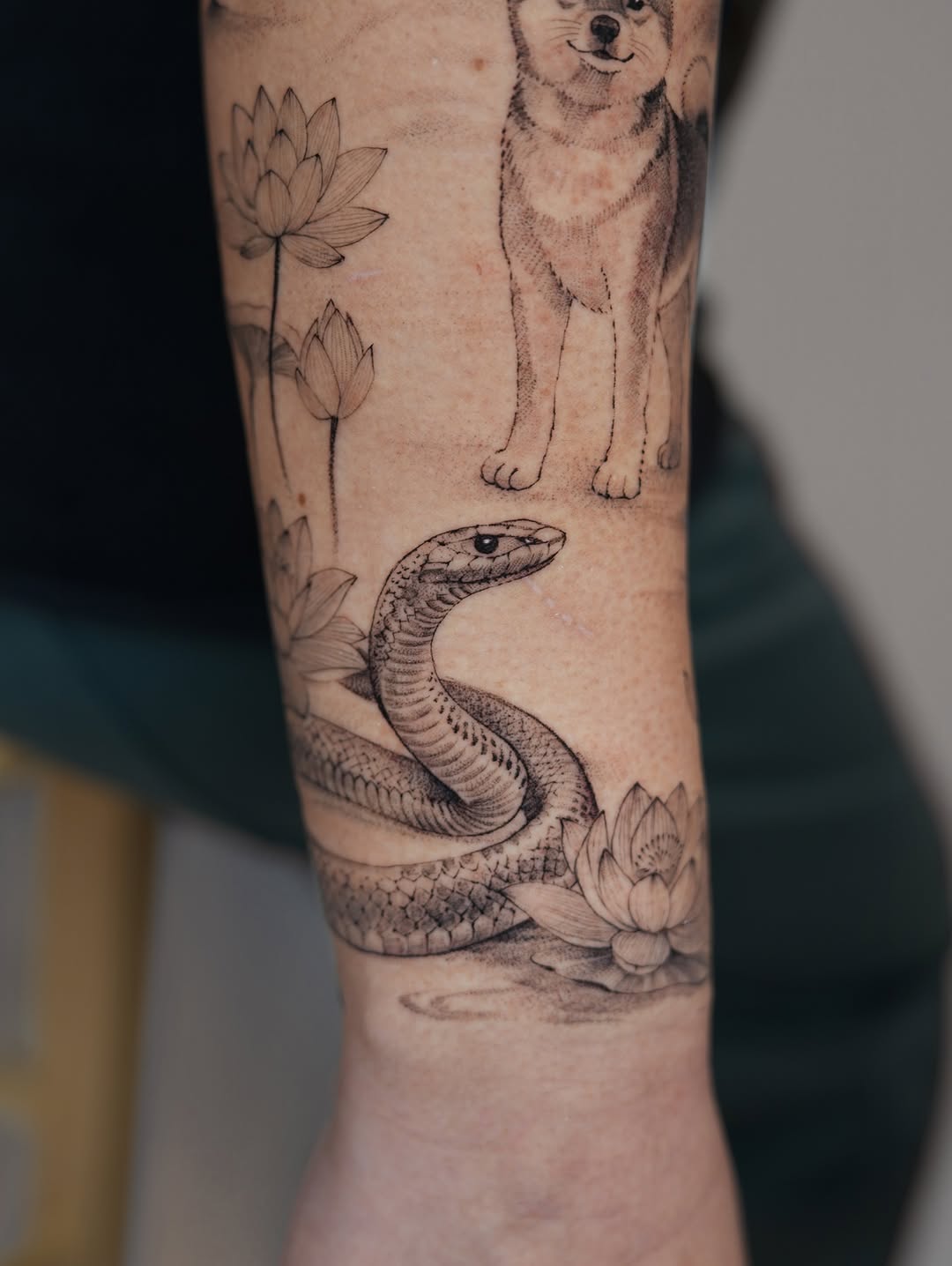 Animal, 토끼