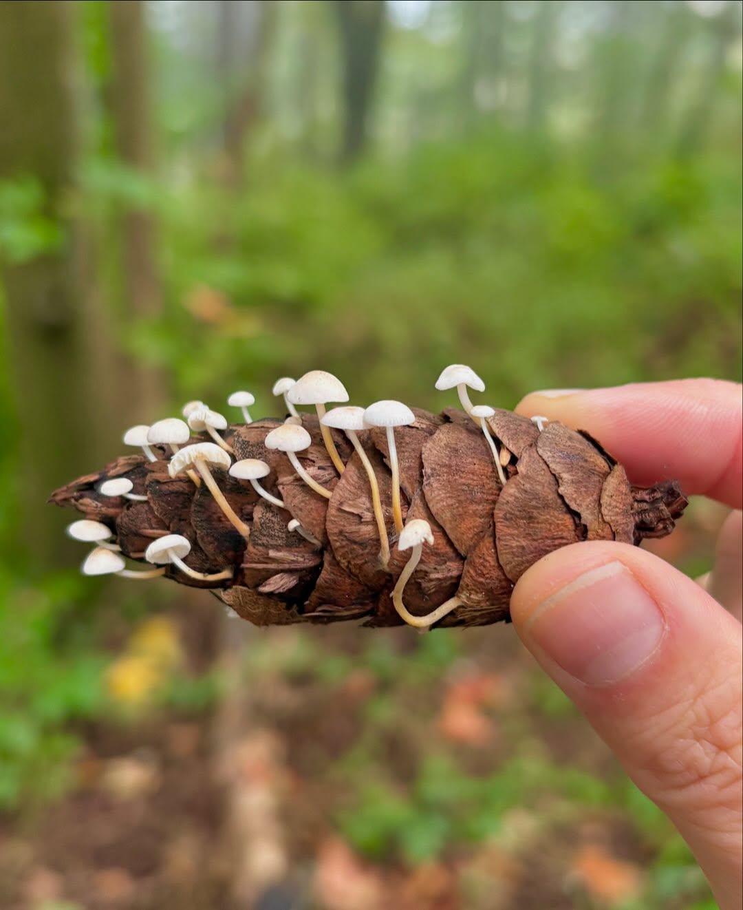Mini, 광대
