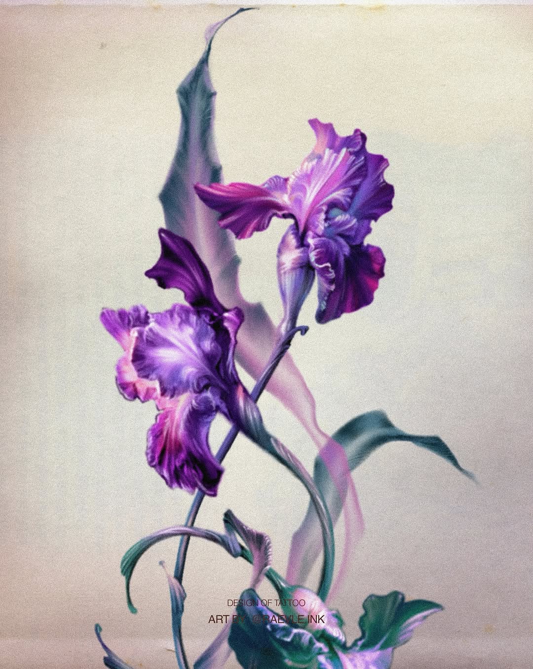 Flower, 아이리스, 난초, 백합, 튤립