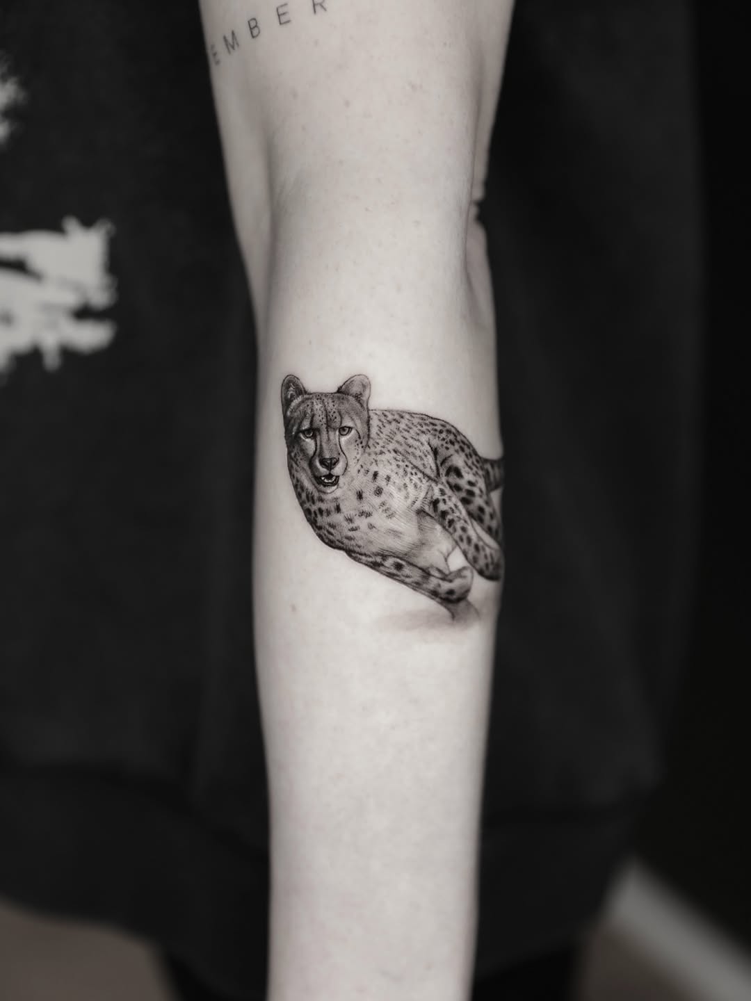 Animal, Tiger, 표범