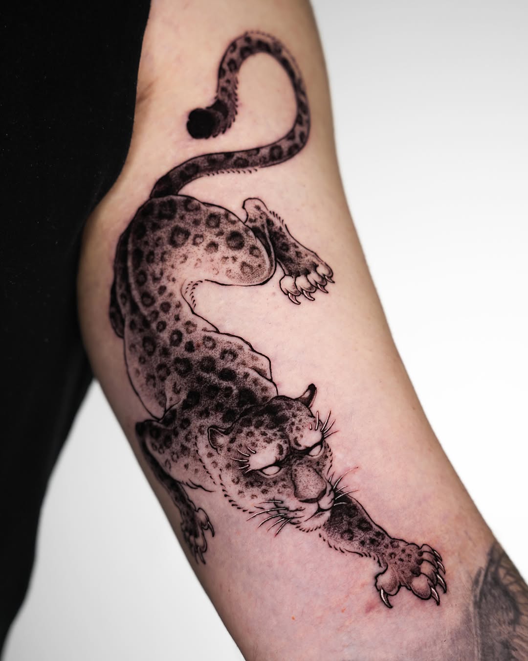 Animal, Tiger, 표범, 치타