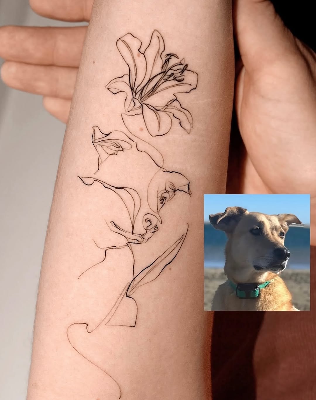 Rose, Flower