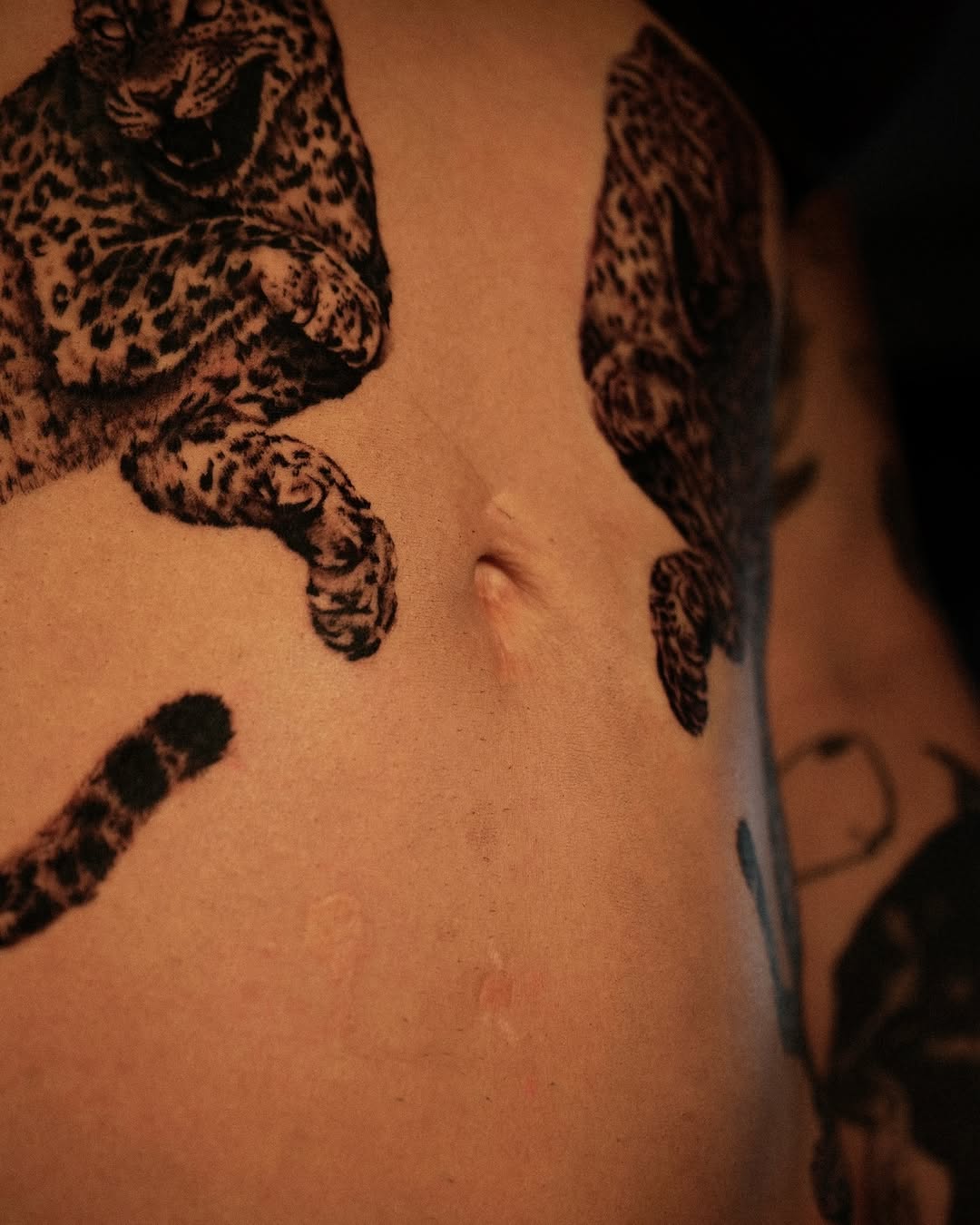 Tiger, Animal, 표범, 재규어, 치타