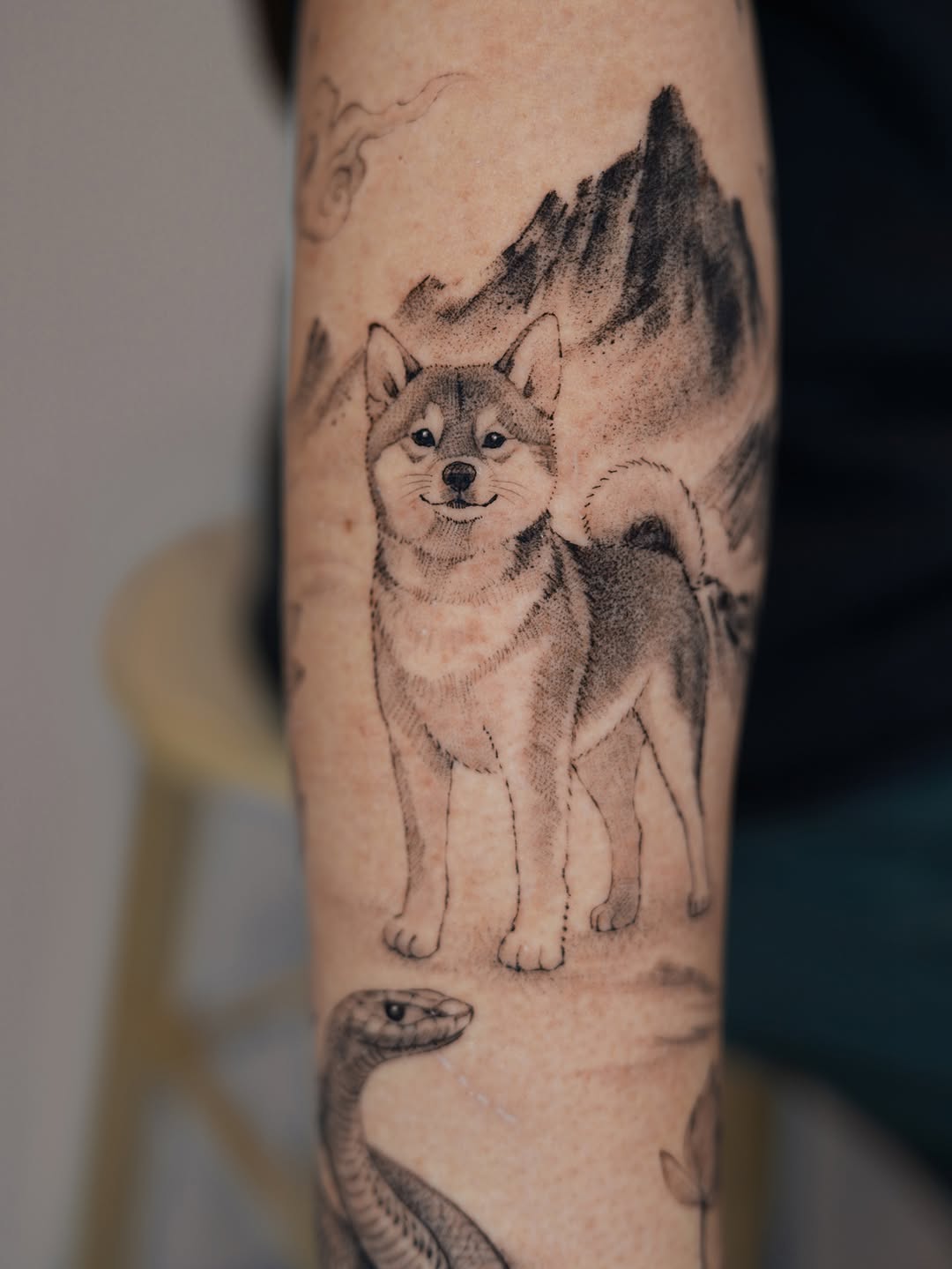 Animal, 토끼