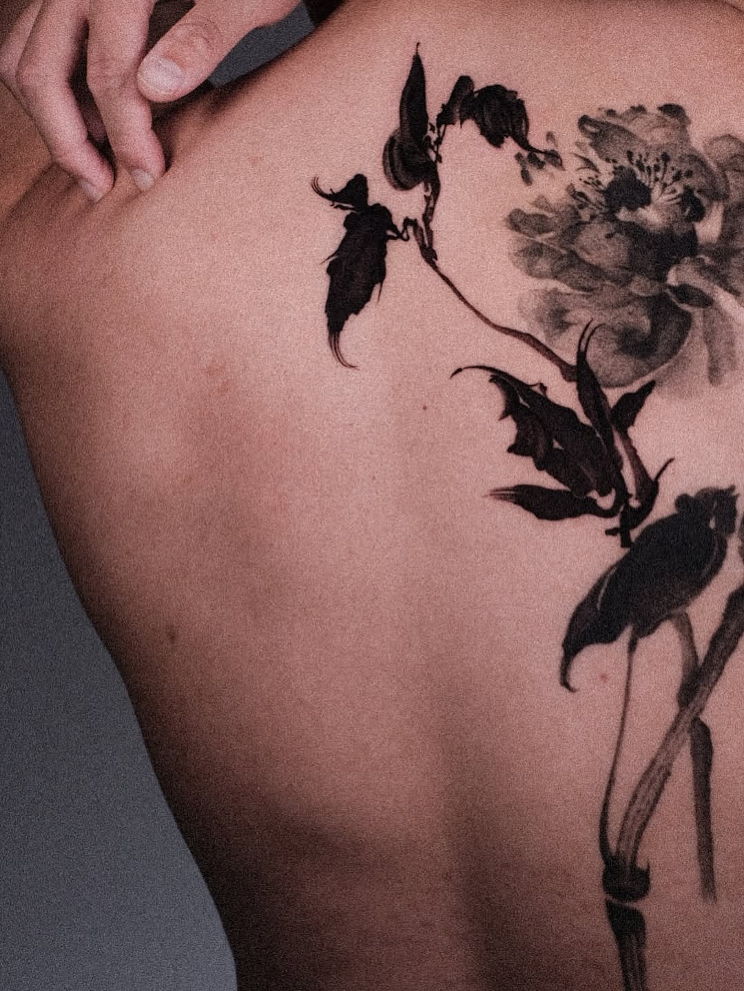 Flower, Nature, Rose