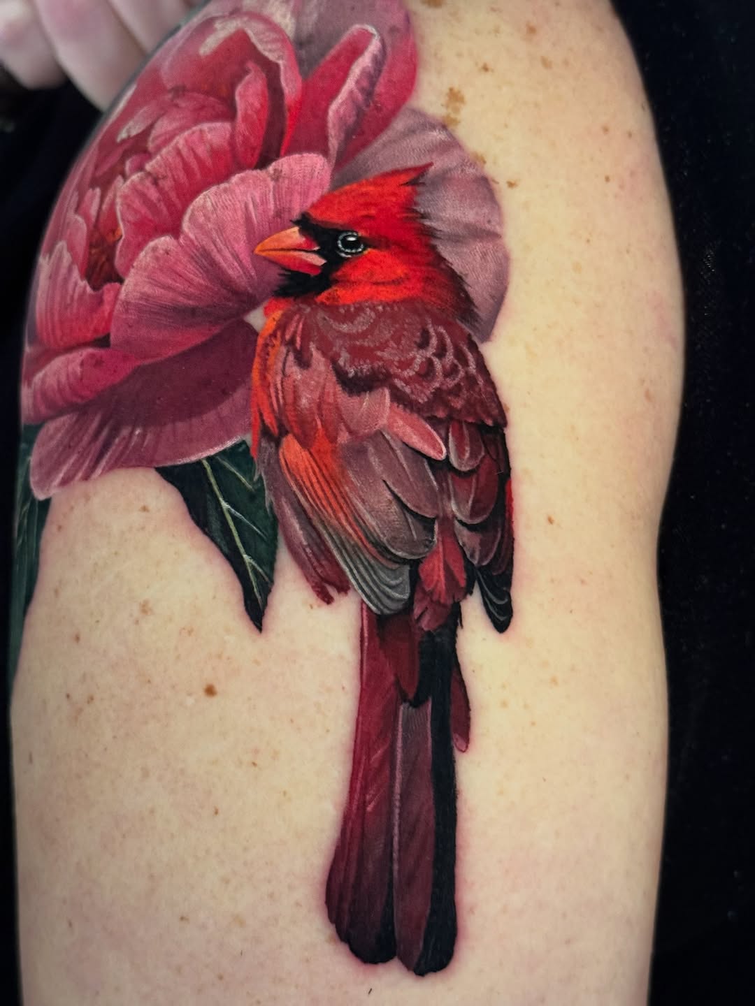 Animal, Flower, Nature