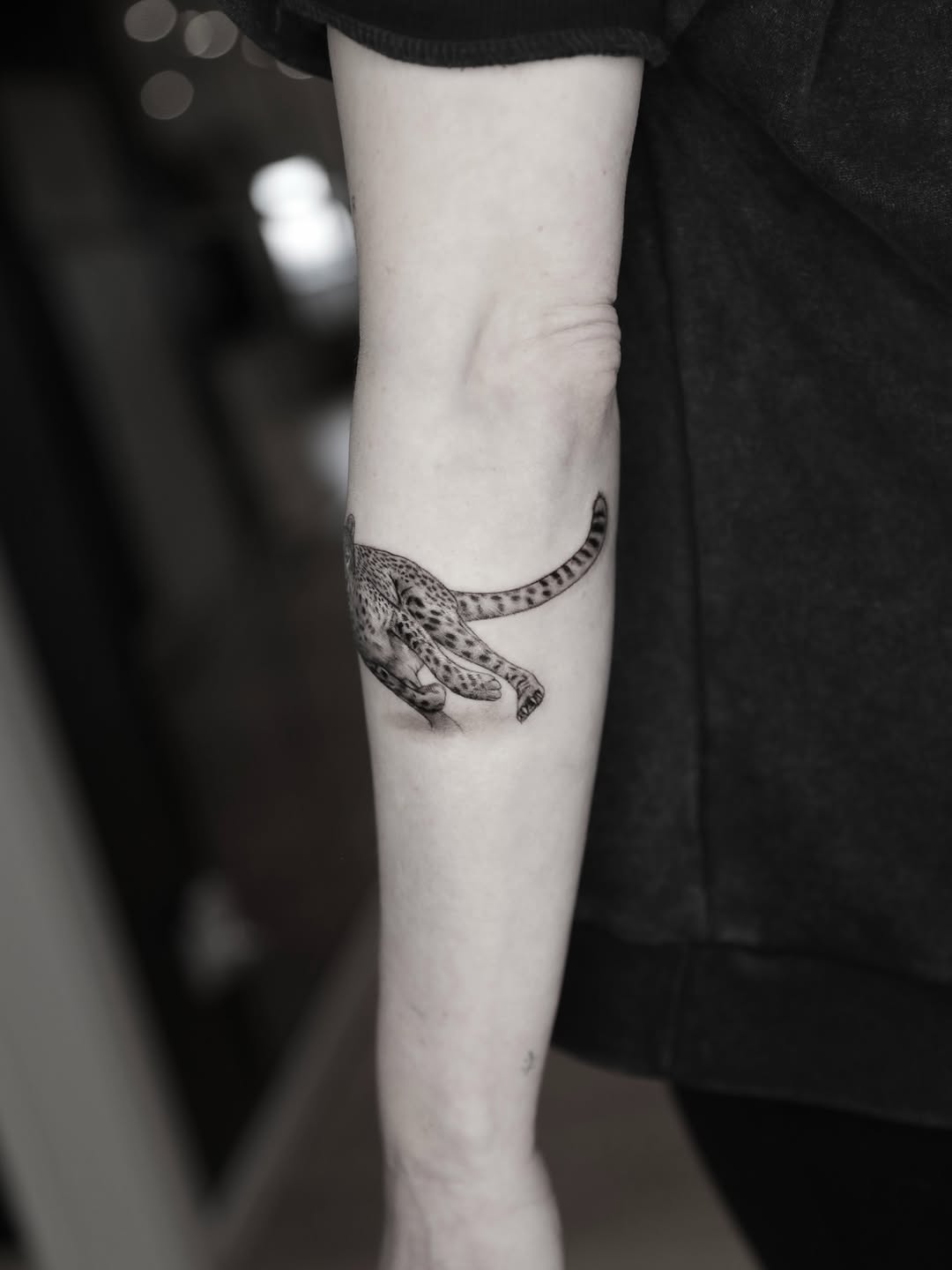Animal, Tiger, 표범