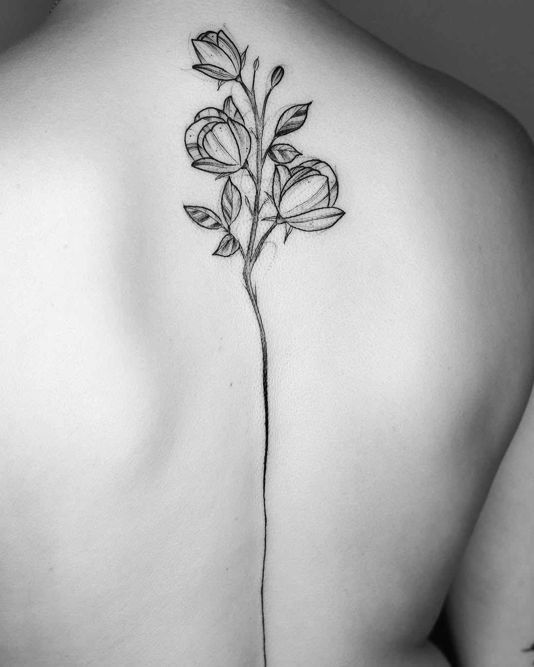 Flower, Rose, Nature