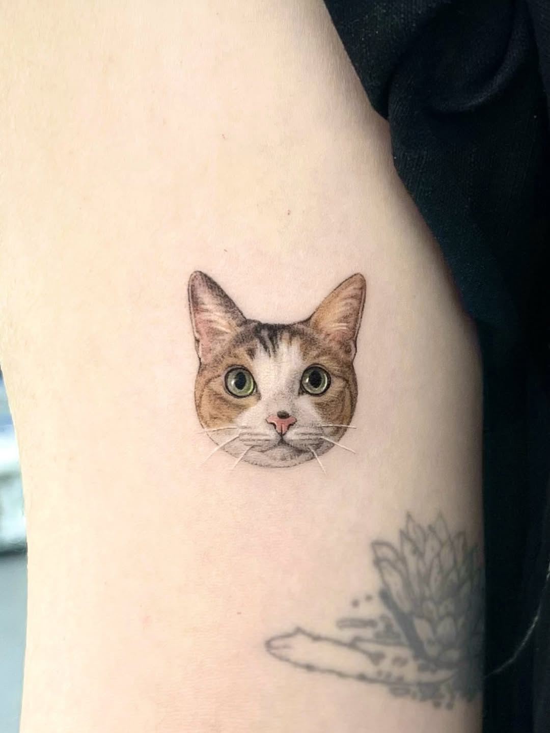 고양이