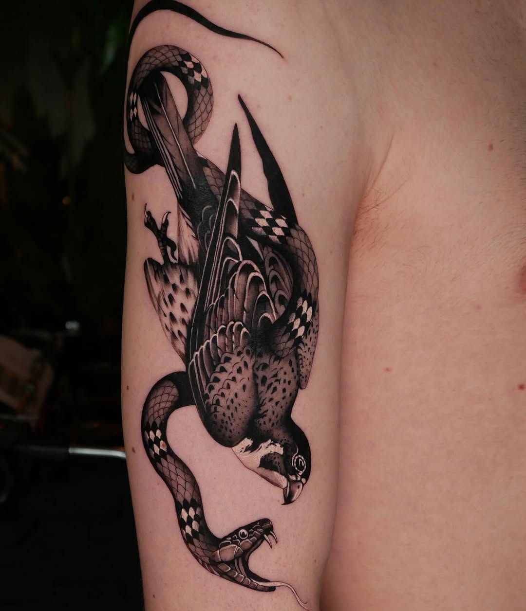 Animal
