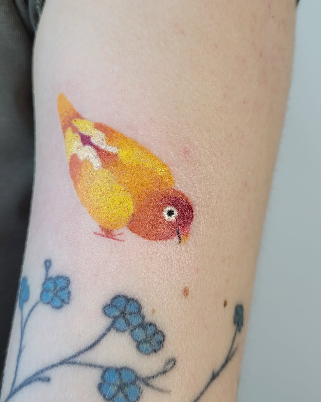 Animal, 앵무새, 공작