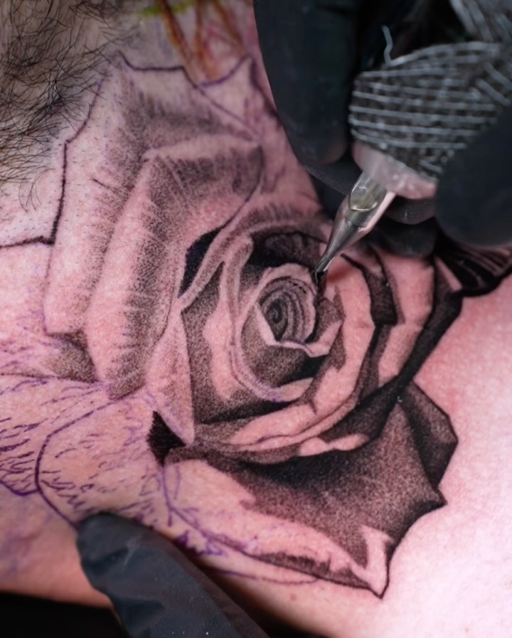 Flower, Rose, Nature