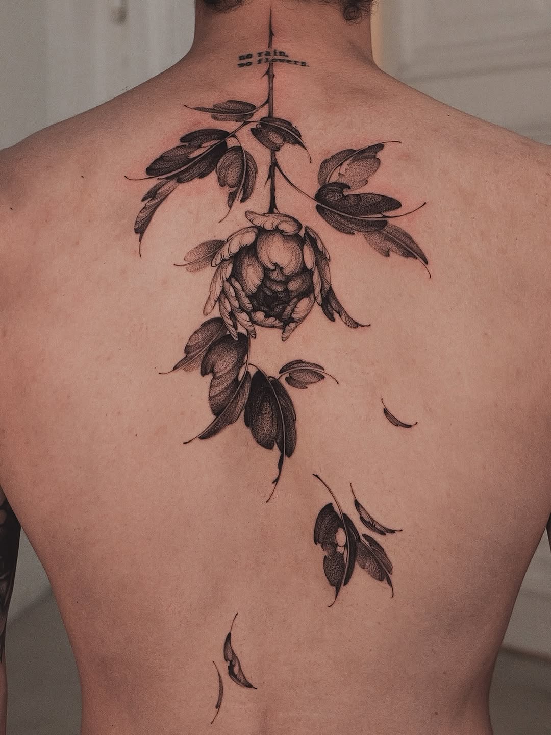 Nature, Rose, Flower