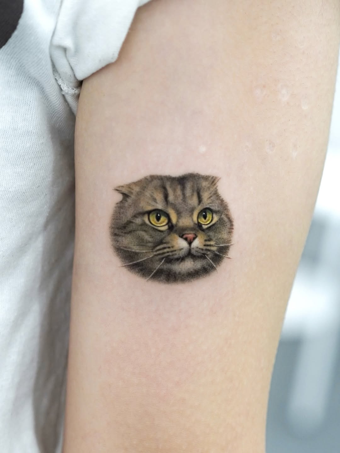 고양이