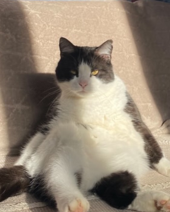 Animal, Mini