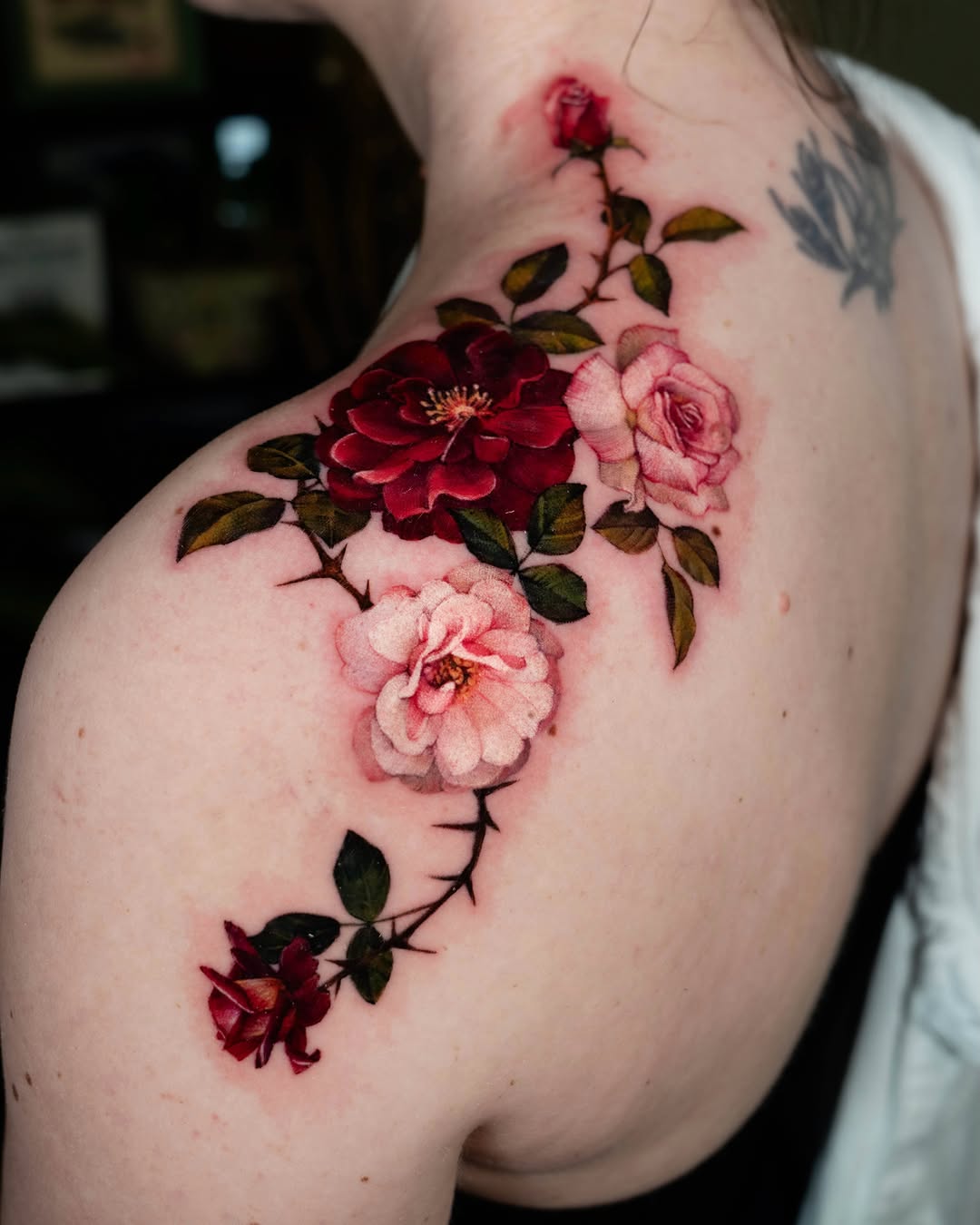 Flower, Rose, Nature