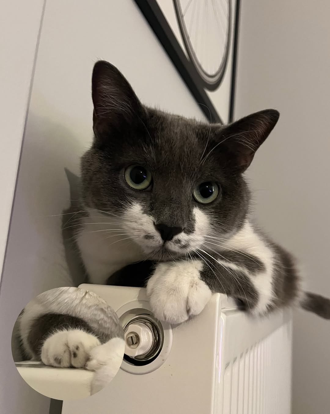 고양이, 반려동물