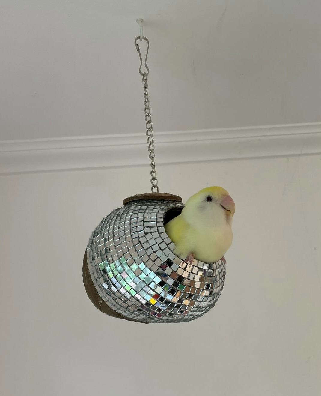 Animal, 앵무새, 공작