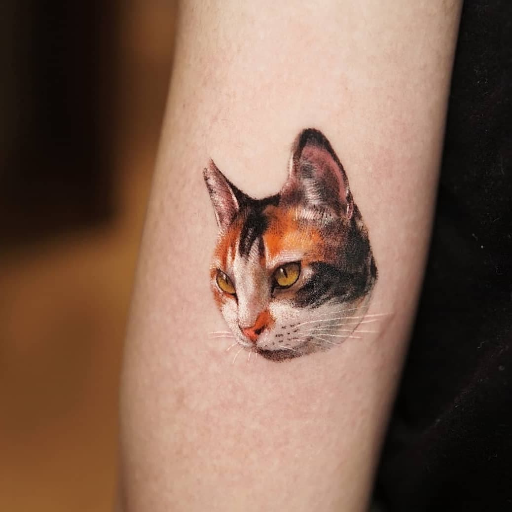 반려동물, 고양이