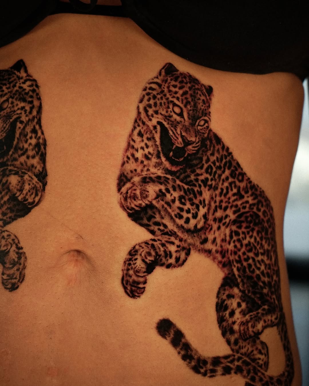 Tiger, Animal, 표범, 재규어, 치타