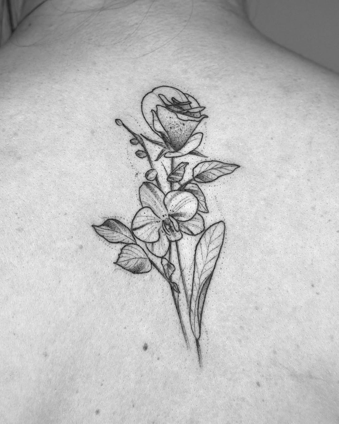 Flower, Nature, Rose