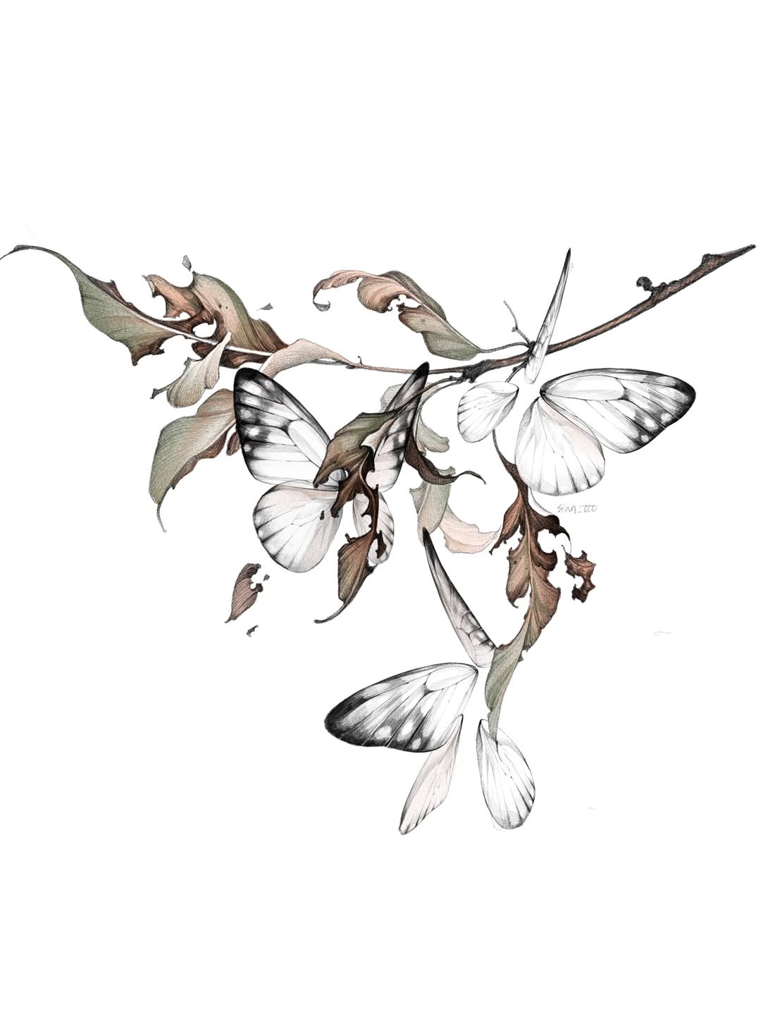 Nature, Animal