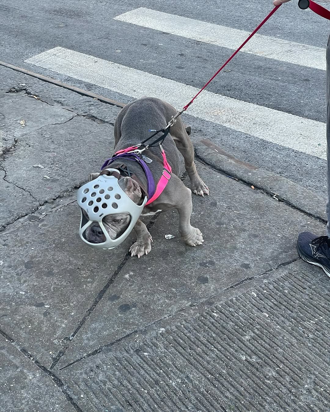 snuffy.nyc