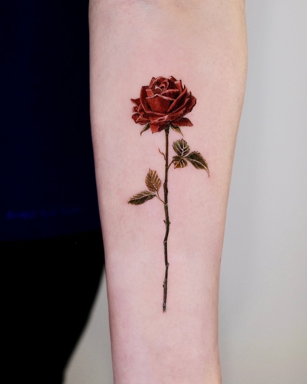 Flower, Rose, Nature